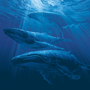 Song of the Humpback Meditation